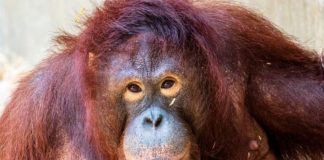 Orangutan chciał pomóc człowiekowi. Ten jednak nie skorzystał. Foto: Pixabay