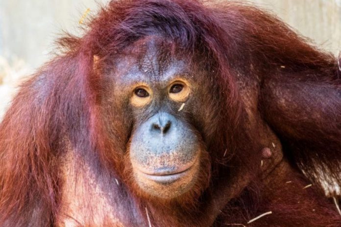 Orangutan chciał pomóc człowiekowi. Ten jednak nie skorzystał. Foto: Pixabay